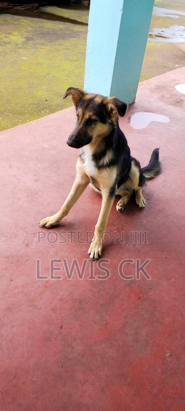 6-12 months Male Purebred German Shepherd - thumbnail 4