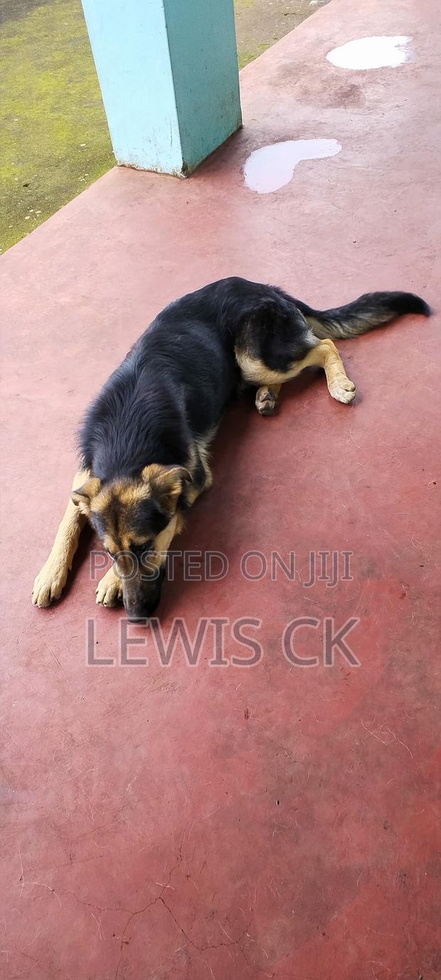 6-12 months Male Purebred German Shepherd - thumbnail 5