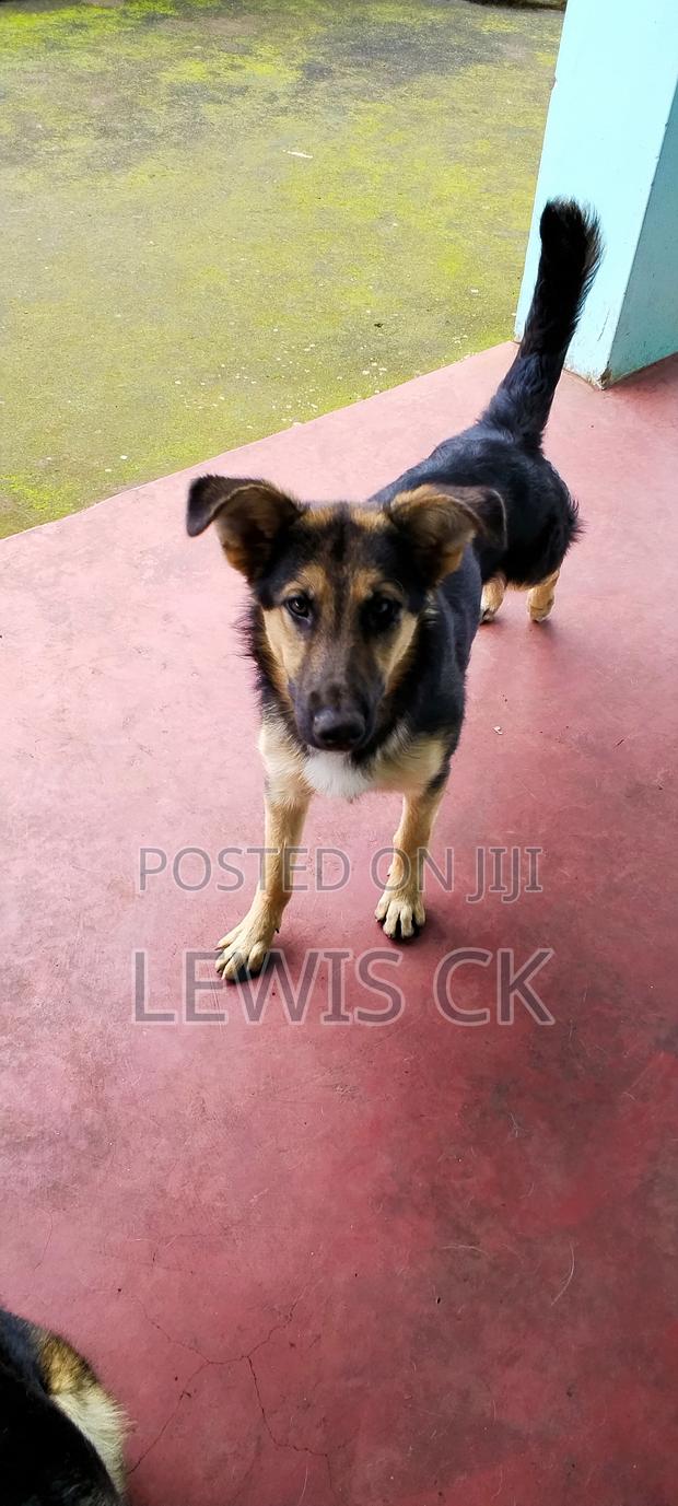6-12 months Male Purebred German Shepherd - thumbnail 6