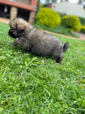 1-3 months Female Purebred Havanese