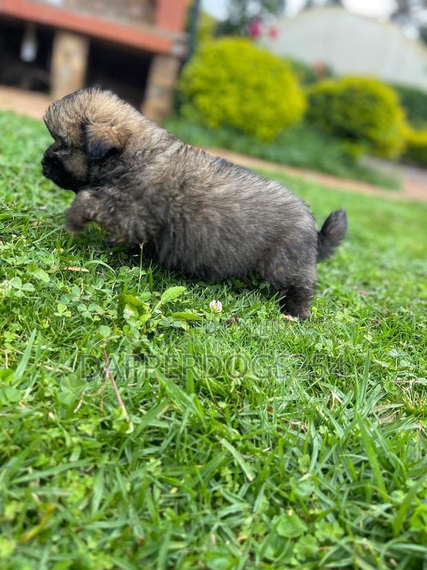 1-3 months Female Purebred Havanese