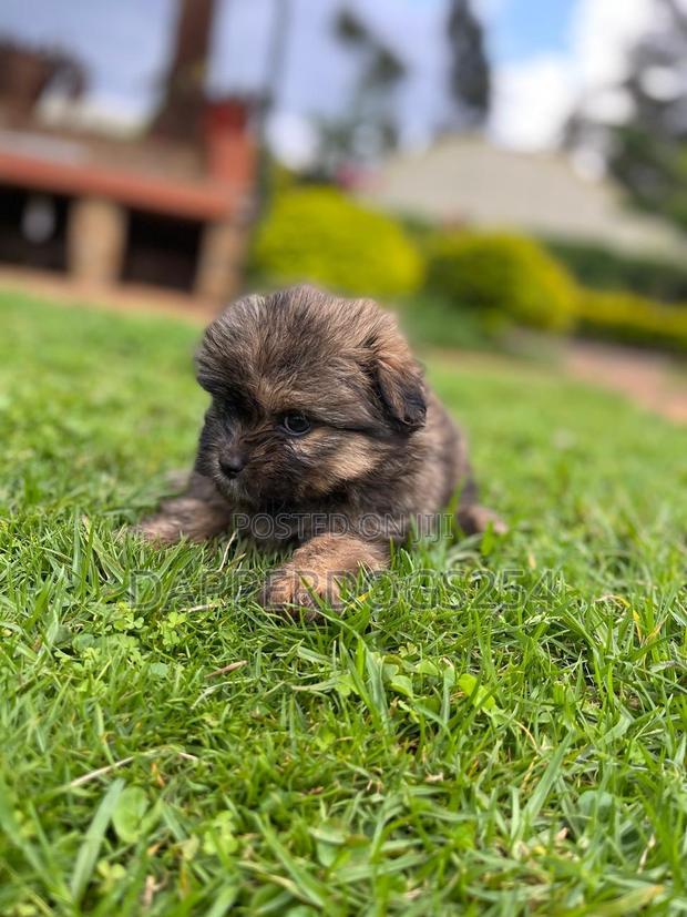 1-3 months Female Purebred Havanese - thumbnail 4