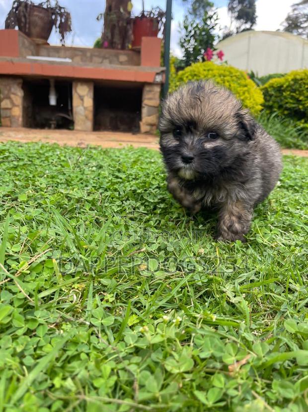 1-3 months Female Purebred Havanese - thumbnail 3