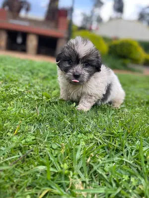 1-3 months Male Purebred Havanese