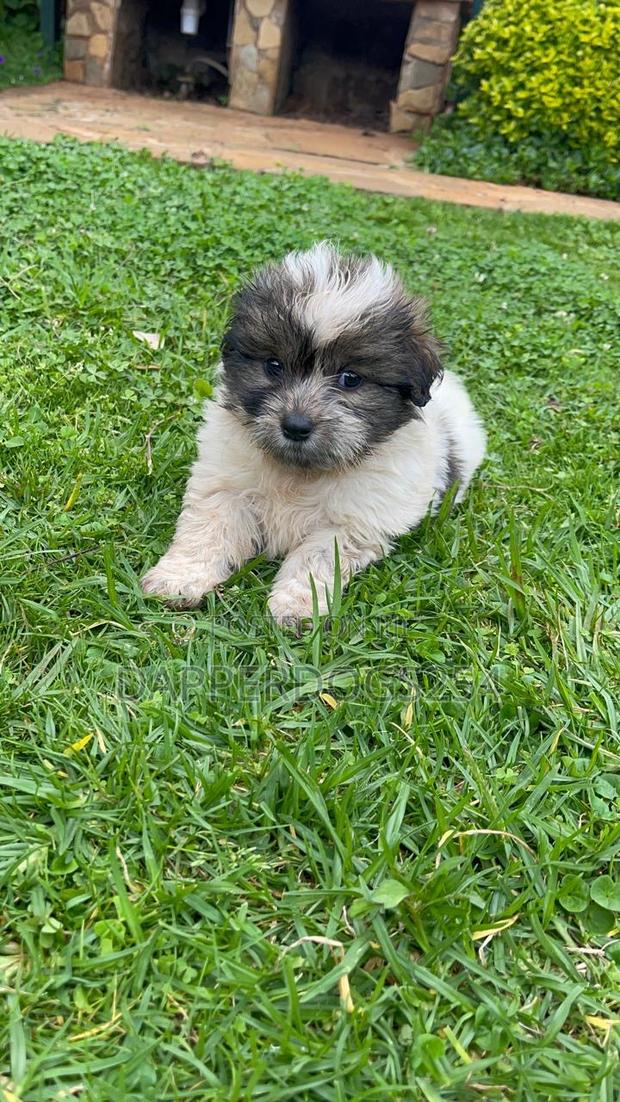 1-3 months Male Purebred Havanese - thumbnail 2