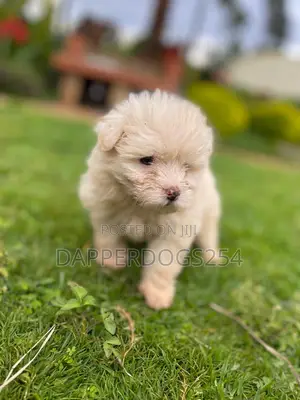 1-3 months Female Purebred Havanese