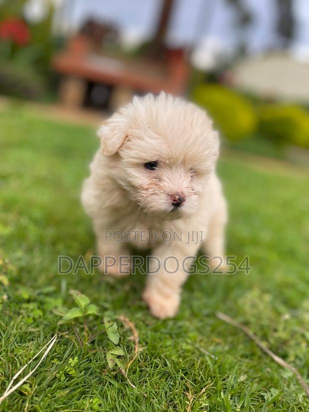 1-3 months Female Purebred Havanese