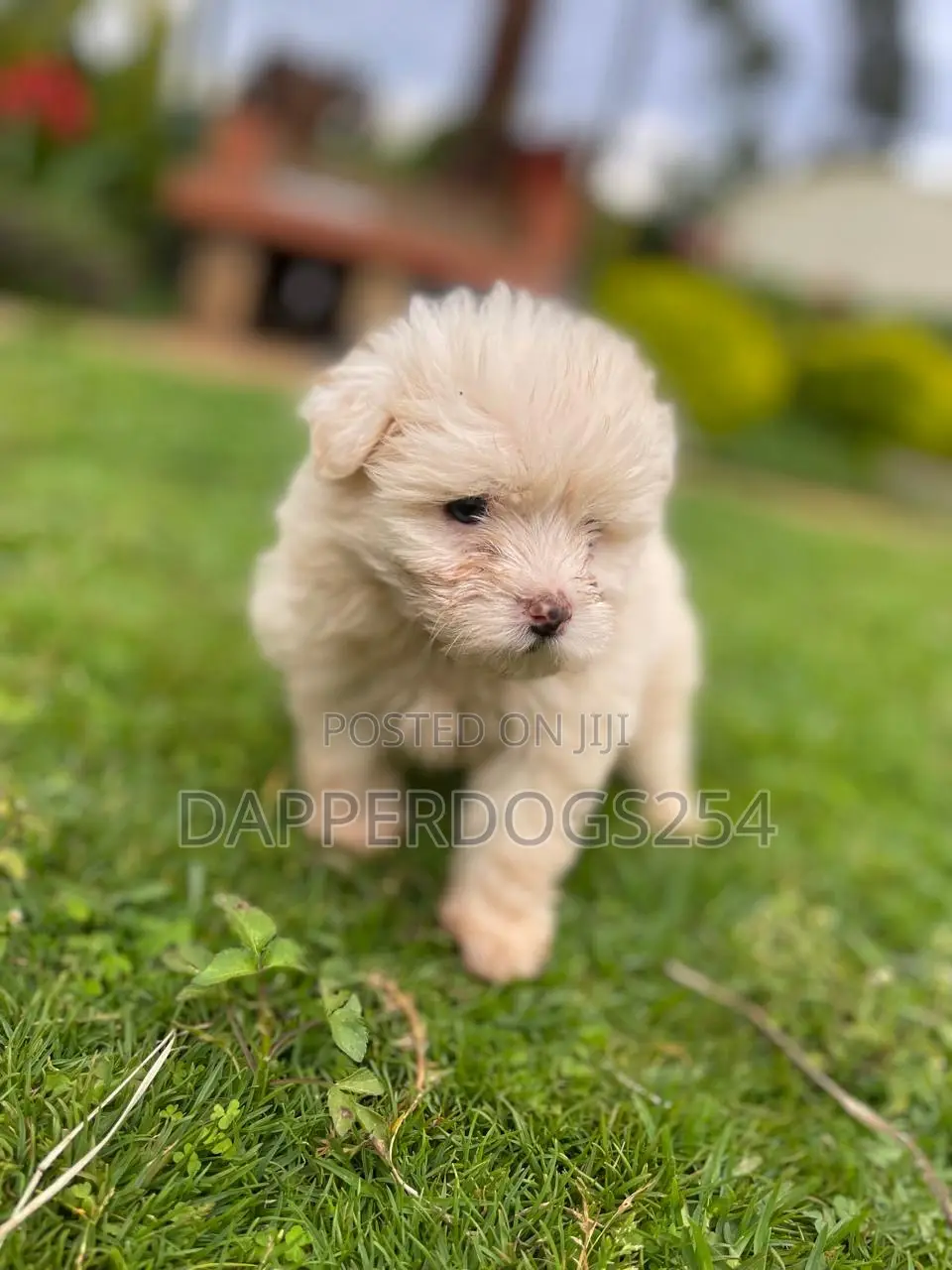 1-3 months Female Purebred Havanese