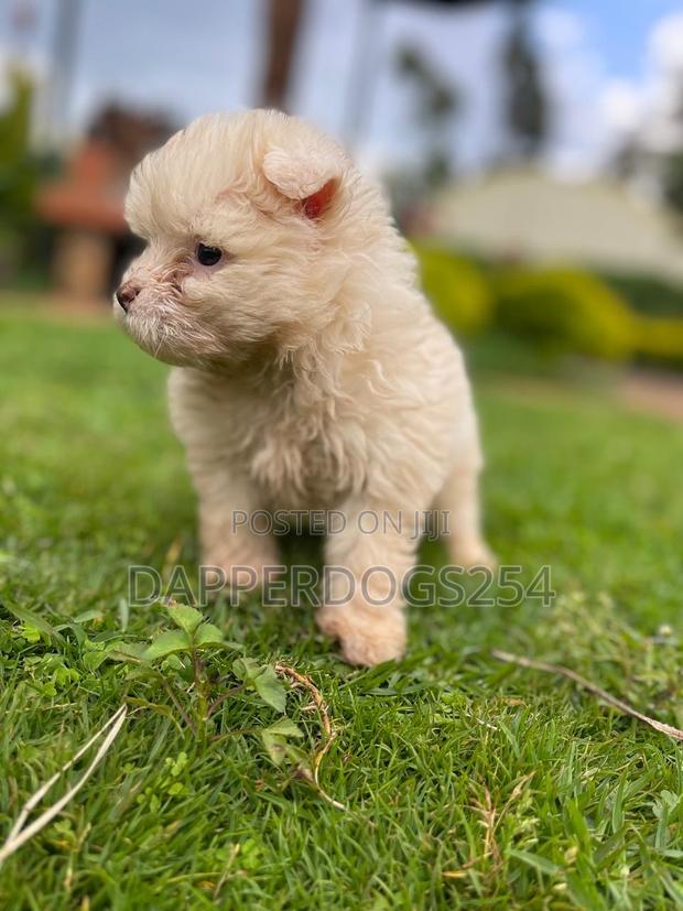 1-3 months Female Purebred Havanese - thumbnail 2
