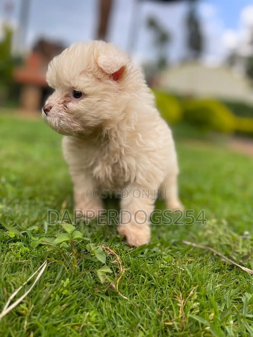 1-3 months Female Purebred Havanese