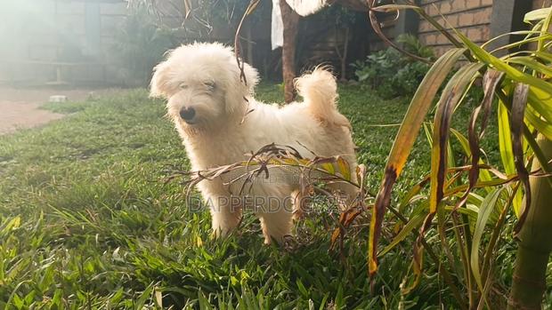 3-6 months Male Purebred Havanese