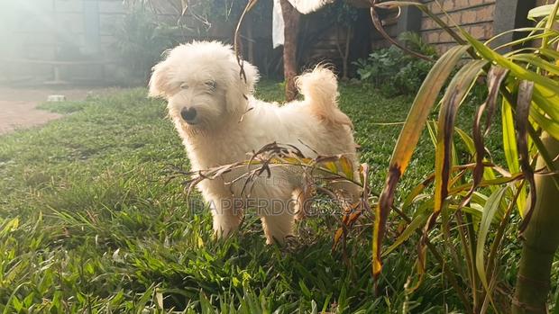 3-6 months Male Purebred Havanese - thumbnail 2