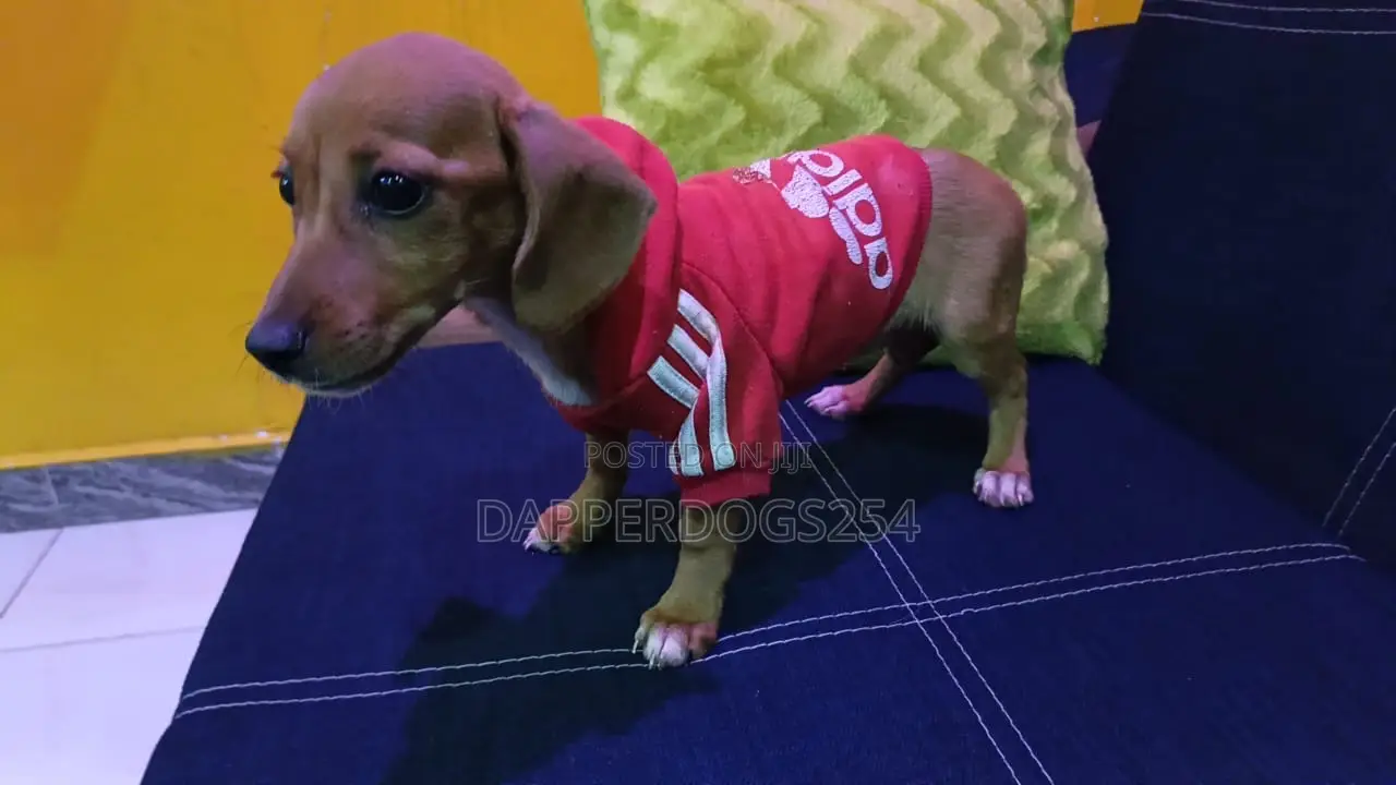 1-3 months Female Purebred Dachshund