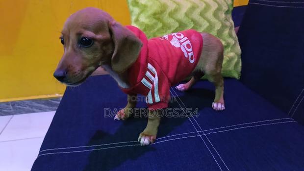 1-3 months Female Purebred Dachshund