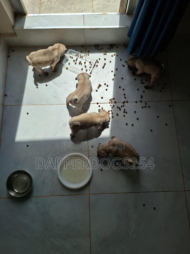 1-3 months Female Purebred Pug