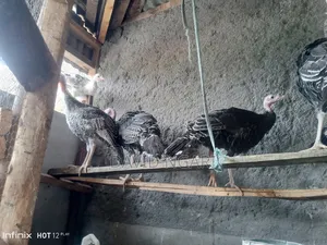 Young Turkey for Sale