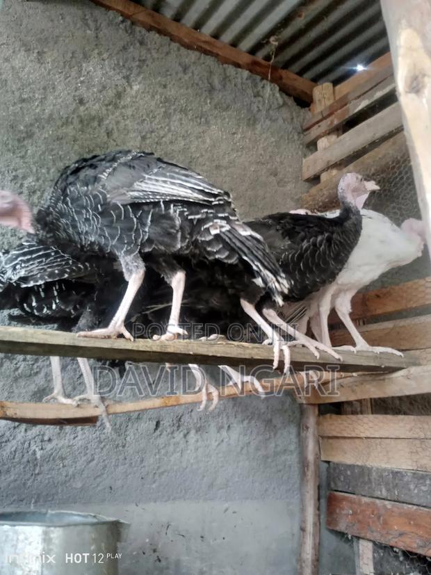 Young Turkey for Sale - thumbnail 3