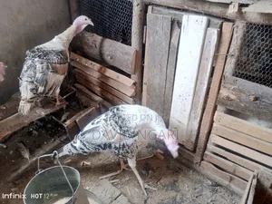 Mature Turkey for Sale