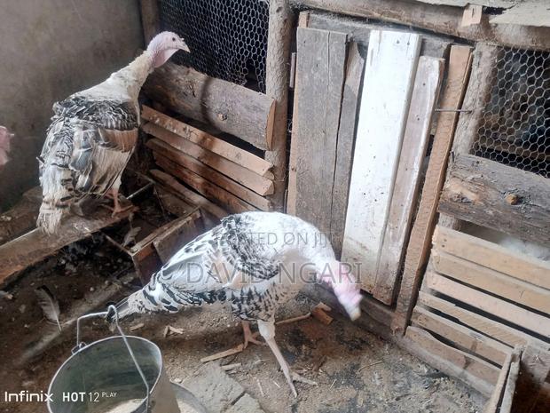 Mature Turkey for Sale