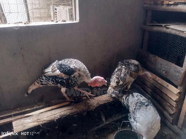 Mature Turkey for Sale - thumbnail 3