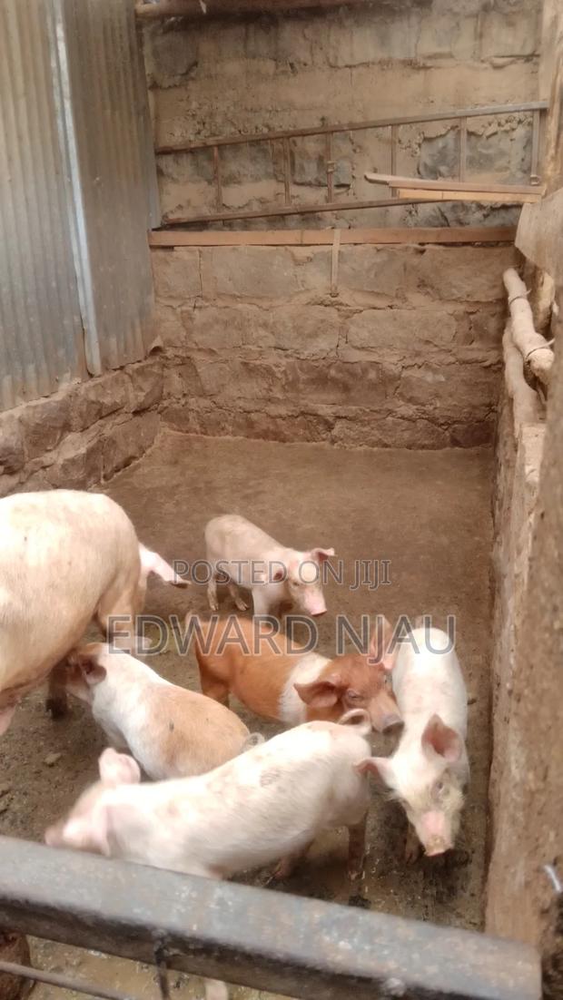 Piglet 4 in Number. - main view