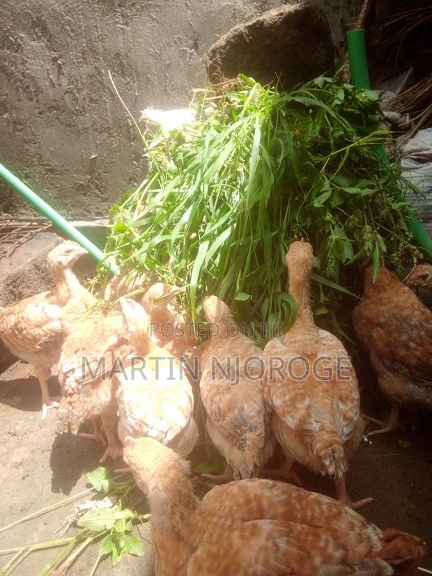Improved Kienyeji Chickens