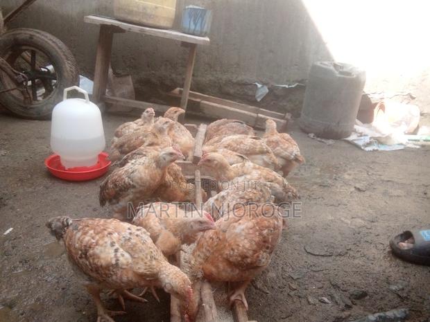 Improved Kienyeji Chickens - thumbnail 2