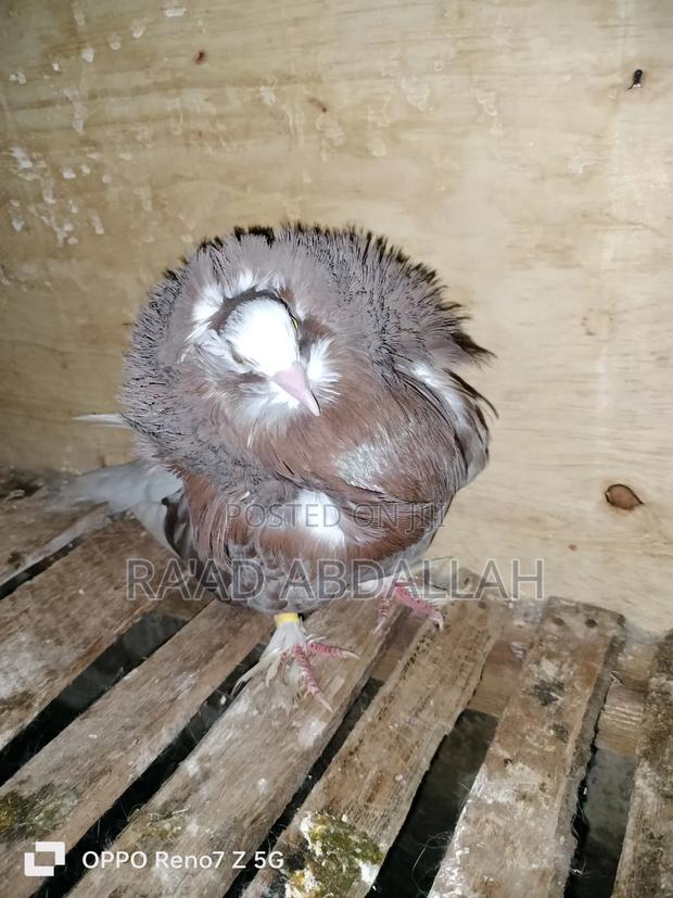 Cappuccin Pigeon - thumbnail 2
