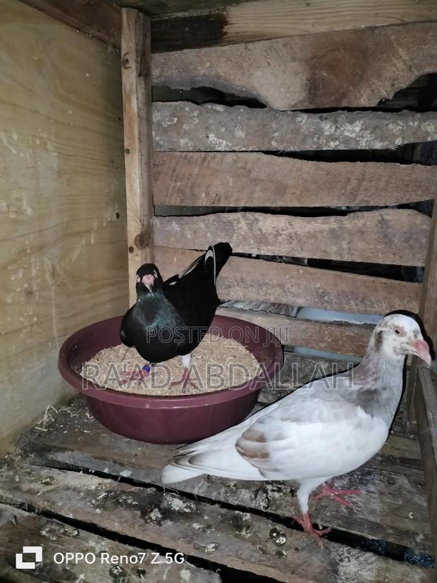 Matured Danish Male and Female - thumbnail 3