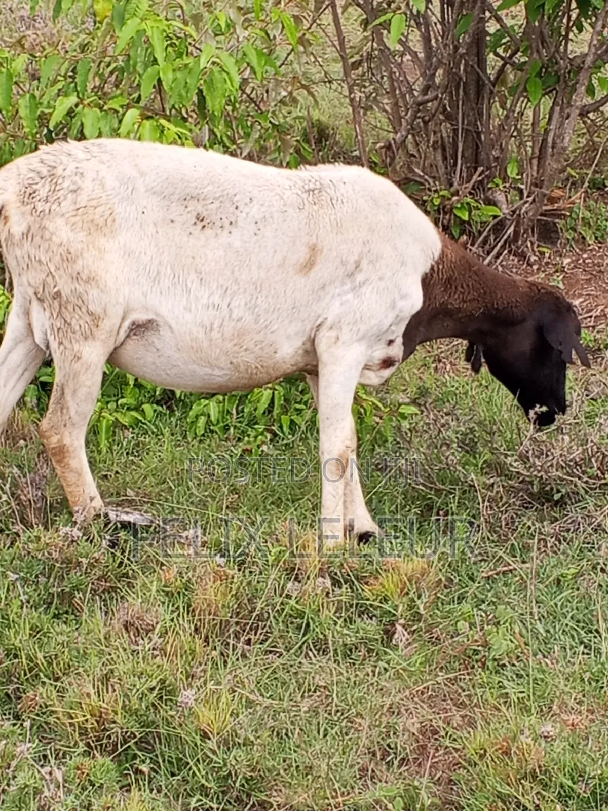 Dorper Sheep