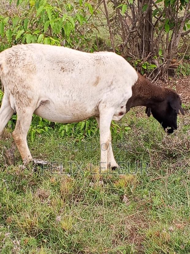 Dorper Sheep
