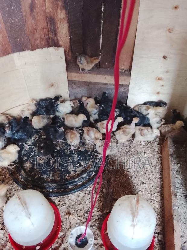 Day Old Chicks