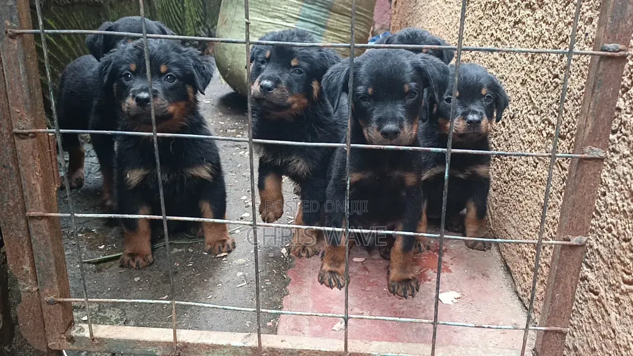 1-3 months Male Purebred Rottweiler