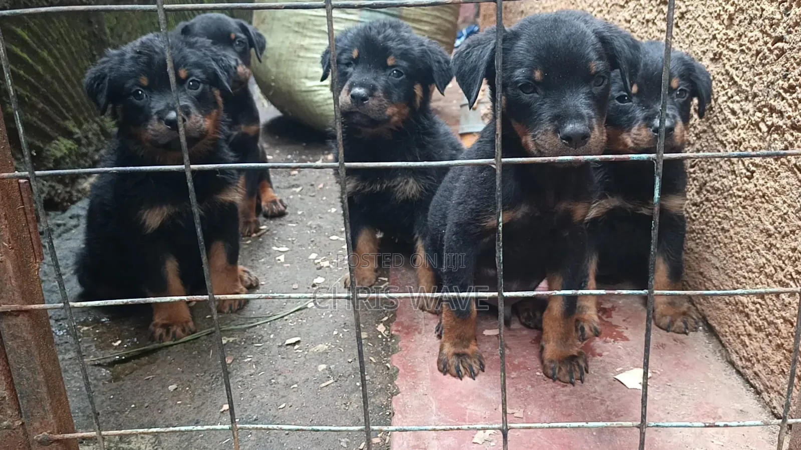 1-3 months Male Purebred Rottweiler