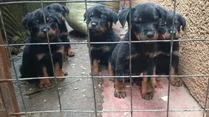 1-3 months Male Purebred Rottweiler