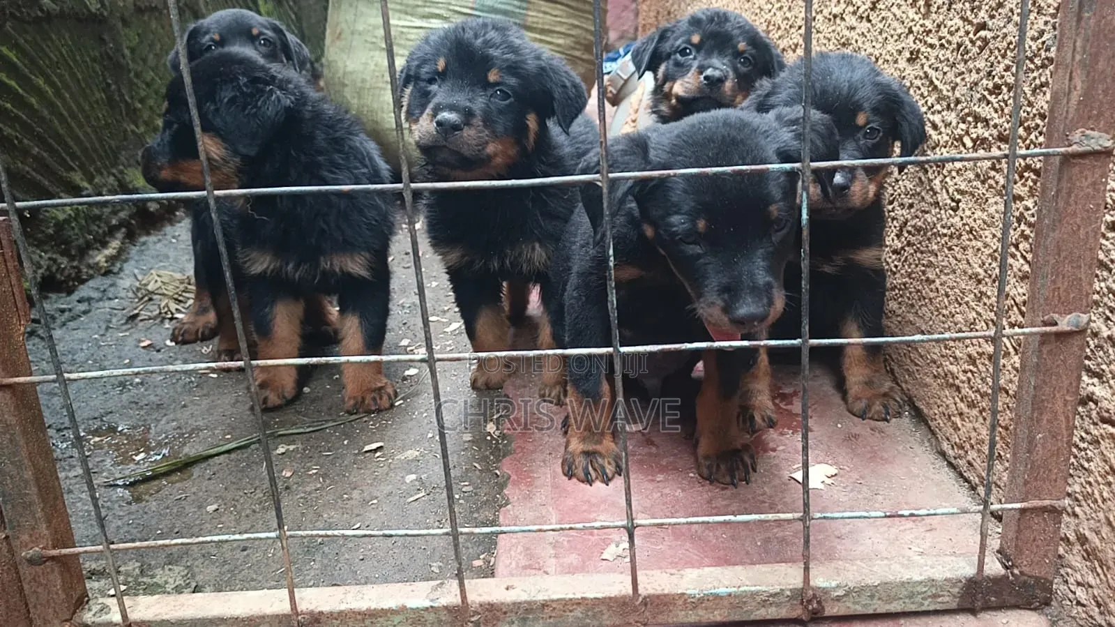 1-3 months Male Purebred Rottweiler
