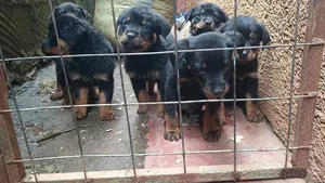 1-3 months Male Purebred Rottweiler