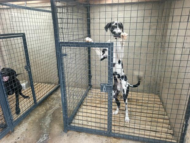 6-12 months Female Purebred Great Dane