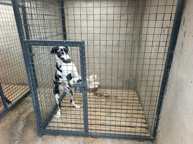 6-12 months Female Purebred Great Dane - thumbnail 2