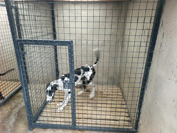 6-12 months Female Purebred Great Dane - thumbnail 3