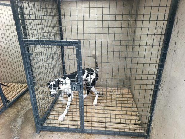 6-12 months Female Purebred Great Dane - thumbnail 4