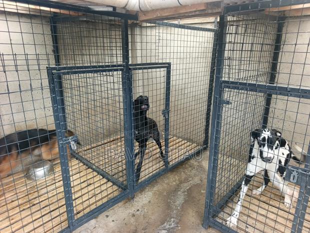 1+ year Female Purebred Great Dane