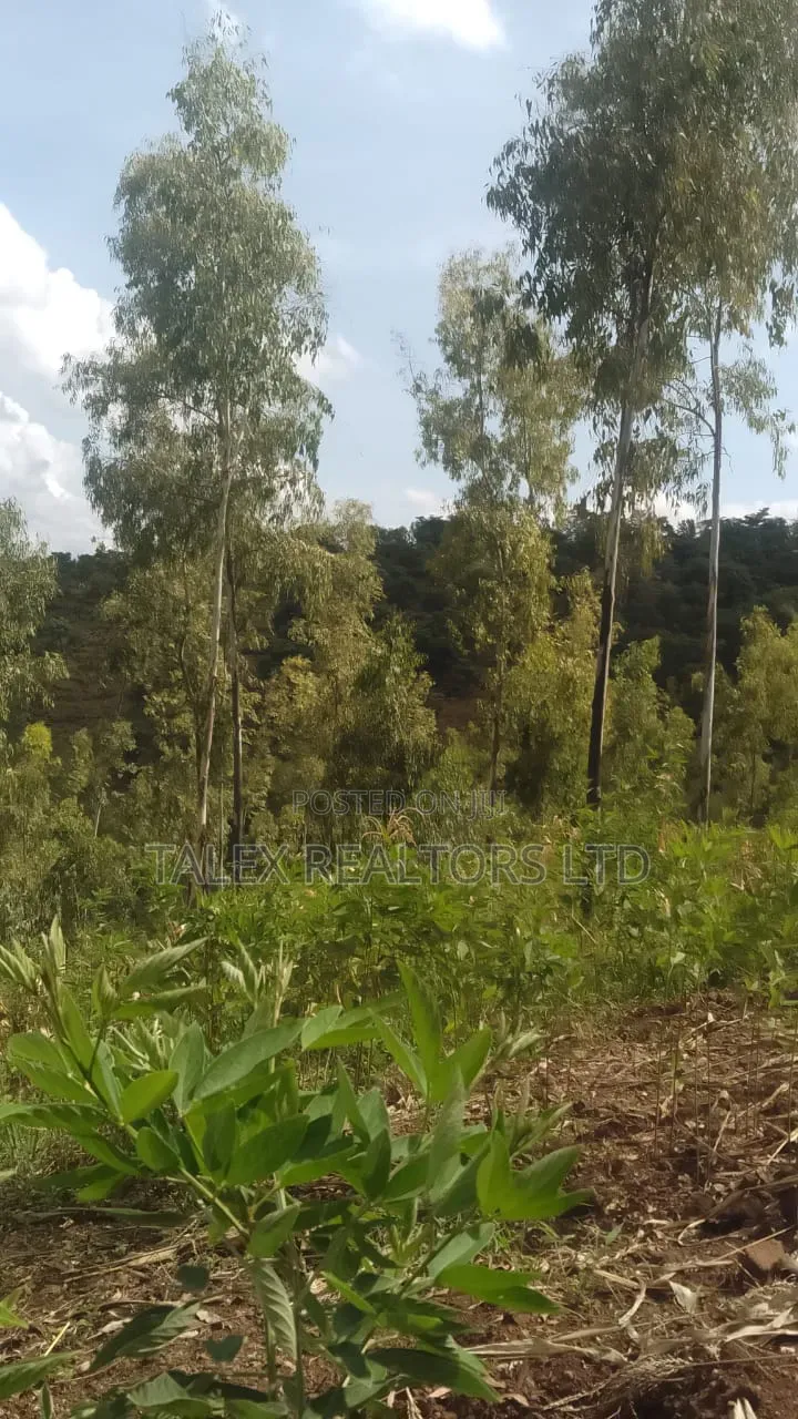 100 Acres Prime Agricultural Land for Sale in Kiagu, Meru – Stream,
