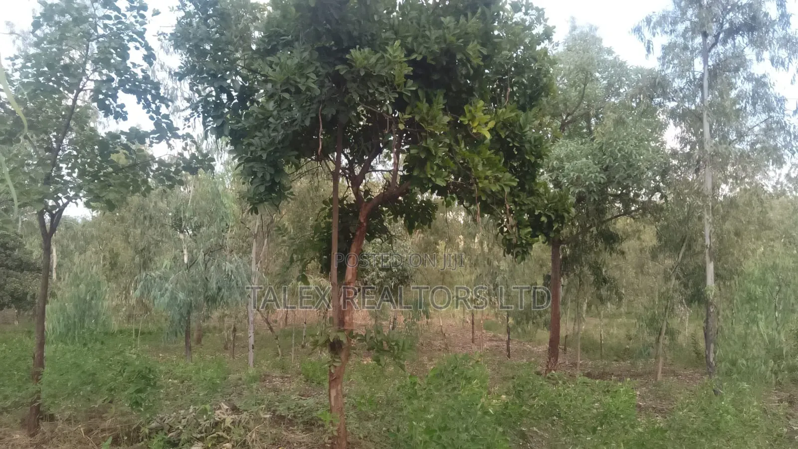 100 Acres Prime Agricultural Land for Sale in Kiagu, Meru – Stream,