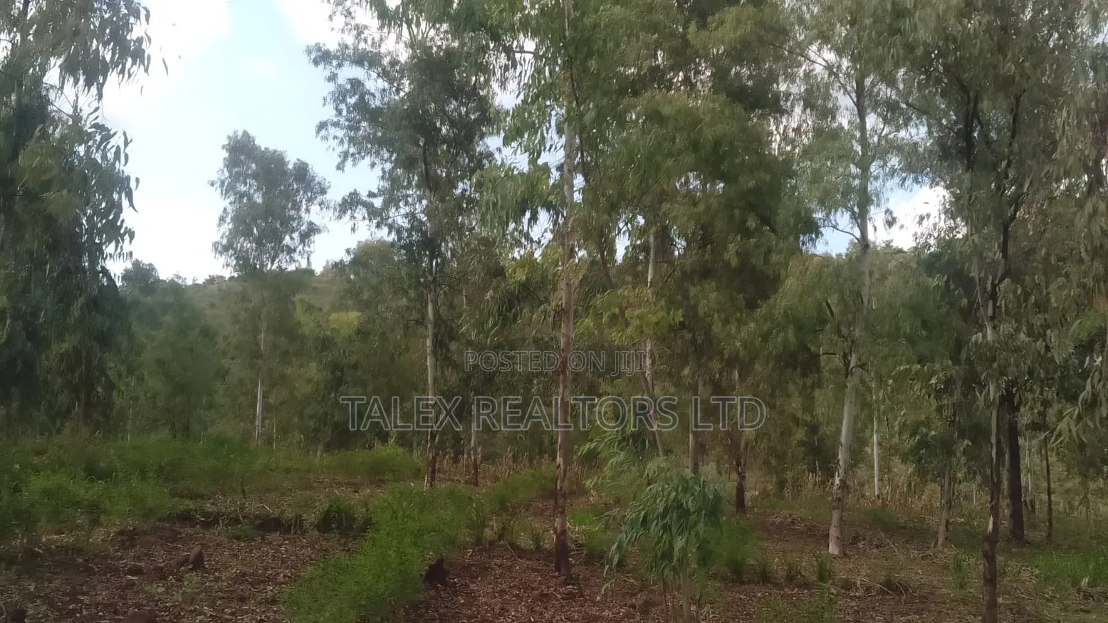 100 Acres Prime Agricultural Land for Sale in Kiagu, Meru – Stream,