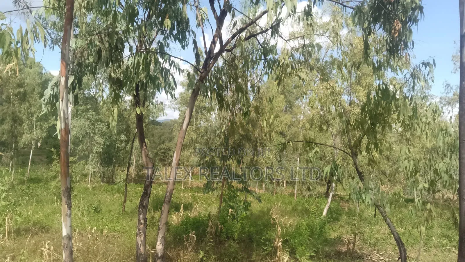 100 Acres Prime Agricultural Land for Sale in Kiagu, Meru – Stream,