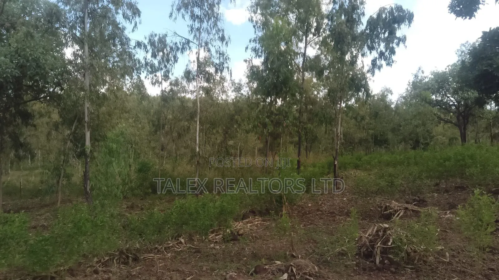 100 Acres Prime Agricultural Land for Sale in Kiagu, Meru – Stream,