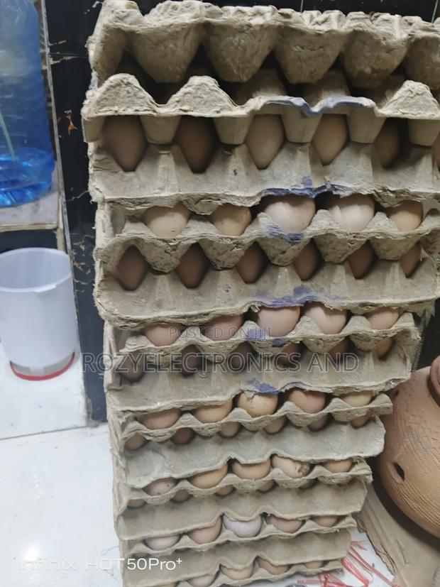 Chicken Fertilized Egg - main view