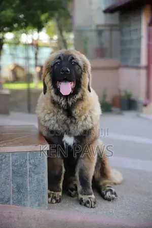 1-3 months Male Purebred Caucasian Shepherd