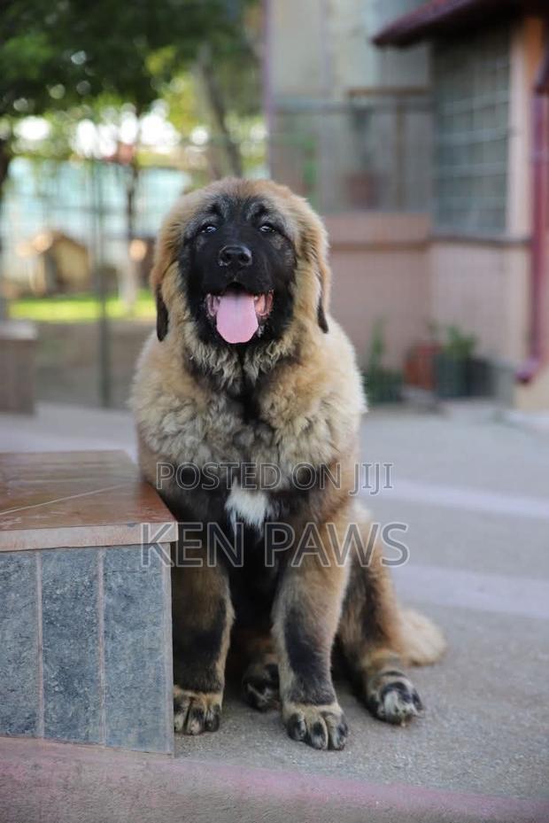 1-3 months Male Purebred Caucasian Shepherd